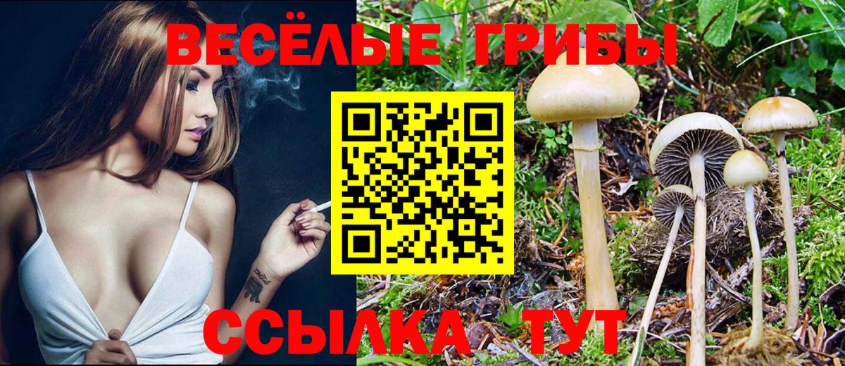 Псилоцибиновые грибы Cubensis Стрежевой